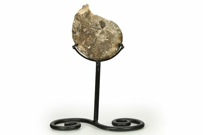 Cretaceous Ammonite (Mammites) Fossil with Metal Stand - Morocco #274600